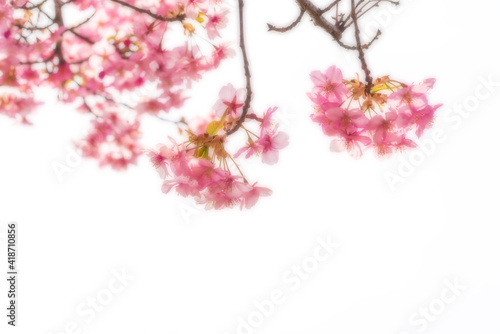 河津桜のある背景 © kunio