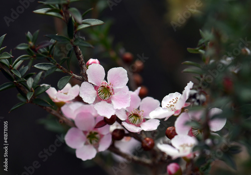 Pink and white flowers of the Peach Blossom Tea Tree, Leptospermum squarrosum, family Myrtaceae, growing in Sydney woodland, New South Wales, Australia photo