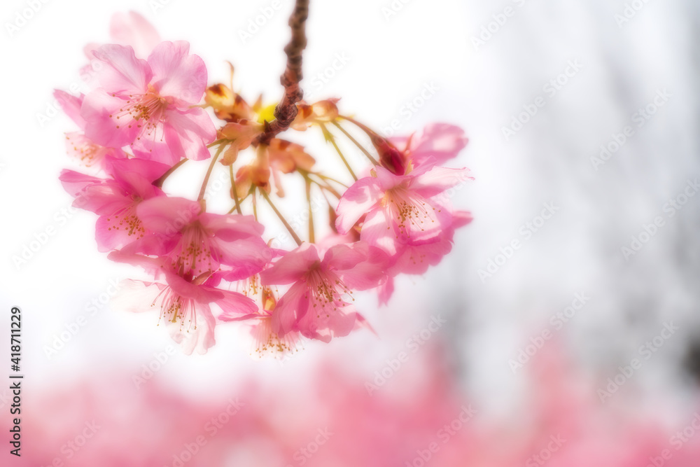 河津桜のある背景