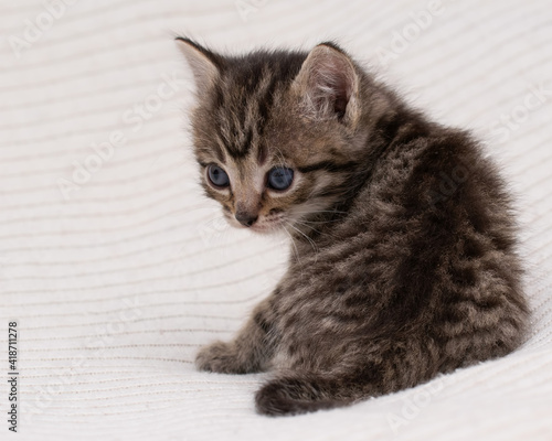 Little tabby kitten at home on a plaid. photo