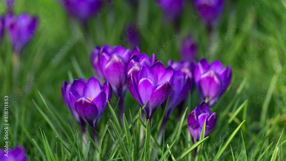 purple Crocus flowers during early spring season blooming in garden lawn green grass