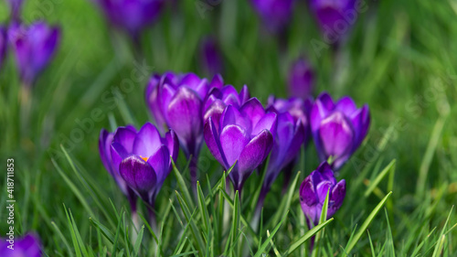 purple Crocus flowers during early spring season blooming in garden lawn green grass