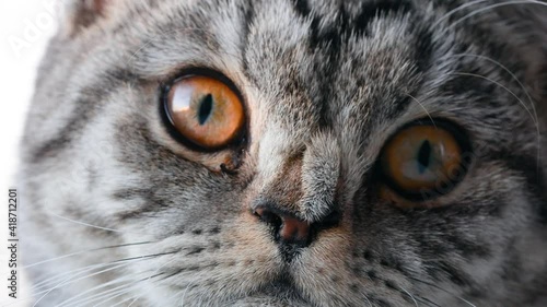 Face of a domestic cat.  Extreme close-up, macro view of cat brown color eye.