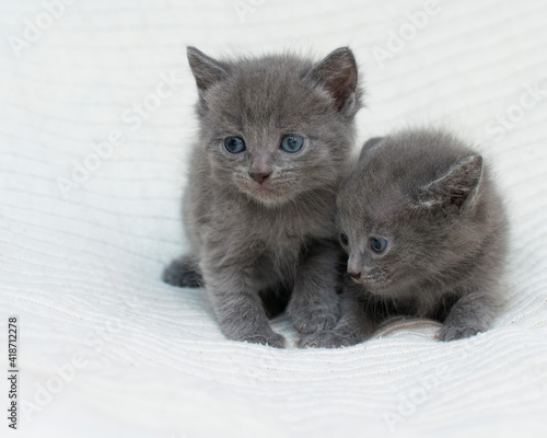 Little kitten at home on a plaid. photo