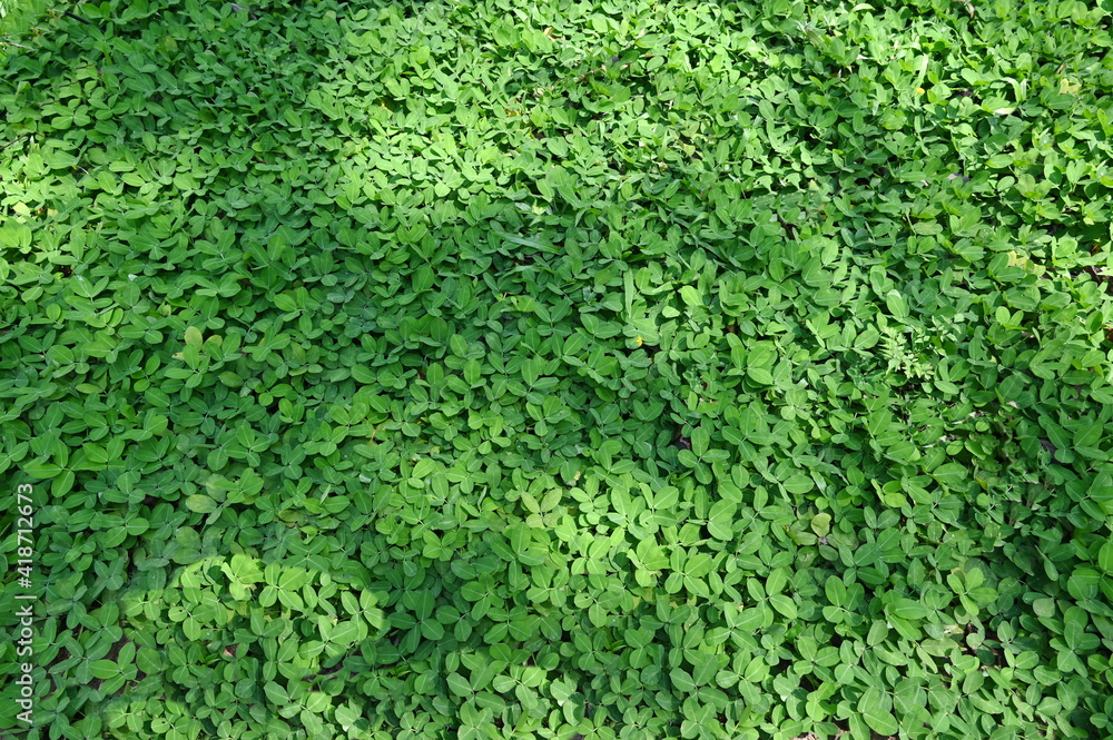 Green background of arachis, yellow tiffin or peanut. Scientifically