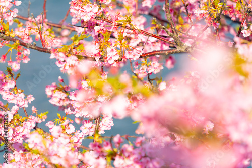 満開の河津桜 