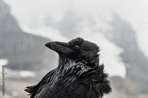 Close up of Crow near the Rockies