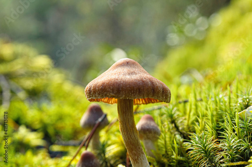 Mushrooms in lush forest, BC, Canada