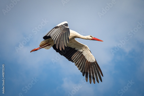 Stork flying through the air to it's nest in bird sanctuary