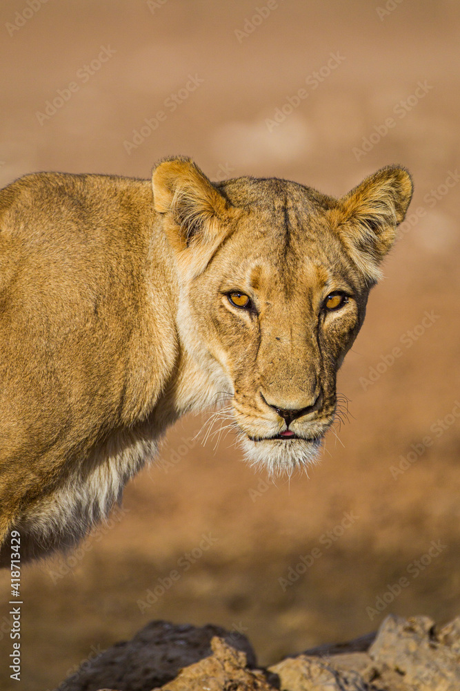 Young lioness drinking from a waterhole in the Kalahari Young lioness drinking from a waterhole in the Kalahari