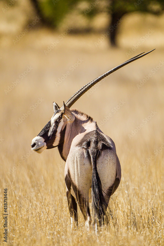 Gemsbok or oryx grazing in the Kalahari desert Gemsbok or oryx grazing in the Kalahari desert