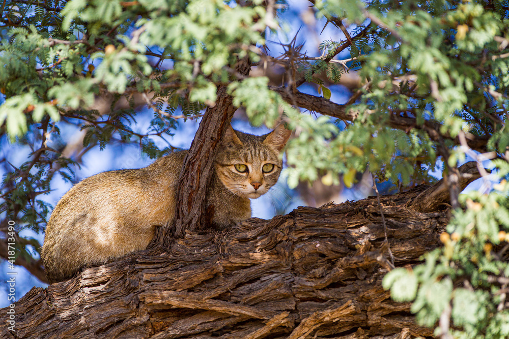 African Wild Cat seeking refuge in the shade of a tree