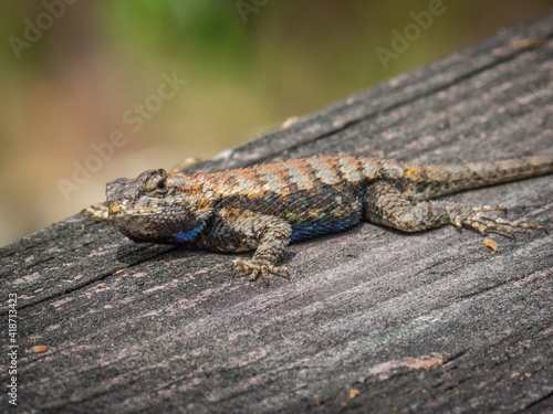 Little lizard on wood © robitaillee