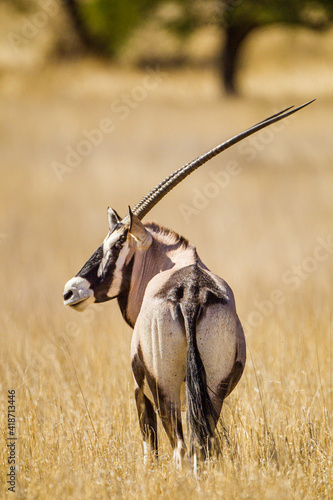 Gemsbok or oryx grazing in the Kalahari desert