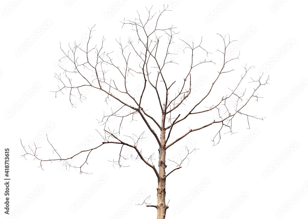 Branch of dead tree with clipping path isolated on white background. Branch of dead tree with clipping path isolated on white background.