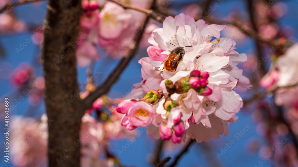 Spring in Barona - Milano