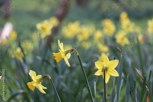 daffodils  