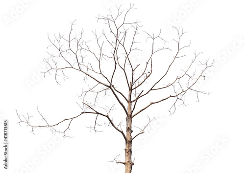 Branch of dead tree with clipping path isolated on white background.