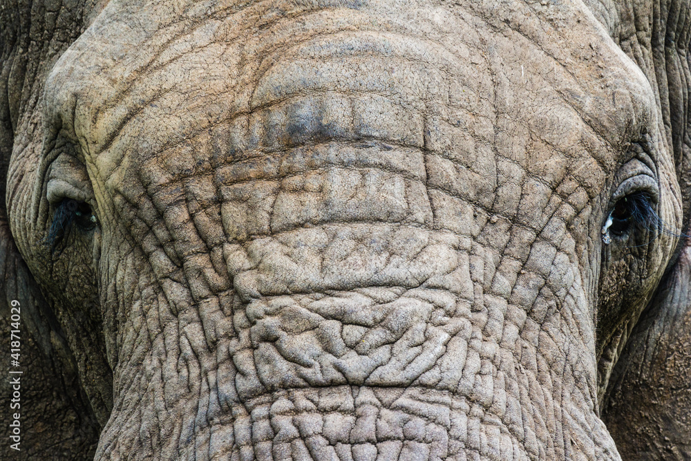 close up of an african elephant close up of an african elephant