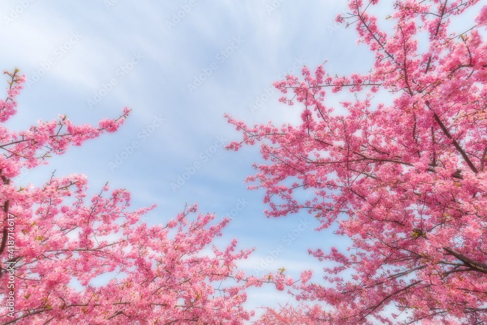 河津桜のある背景