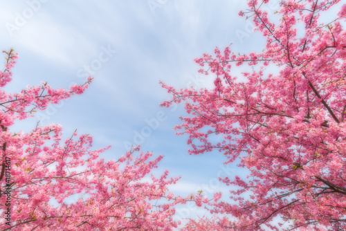 Obraz na płótnie 河津桜のある背景 w salonie