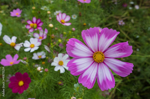 pink wild flowers in grassland