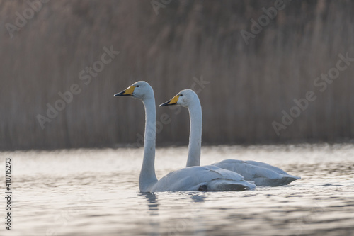 Two Whooper swans swimming by at sunset  photographed in the Netherlands.