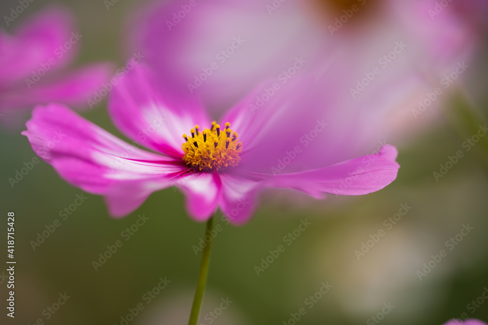pink wild flowers in grassland pink wild flowers in grassland
