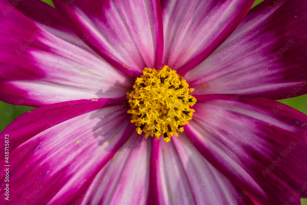 closeup of flower pistil and petal closeup of flower pistil and petal