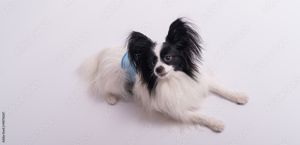 Portrait of a cute dog Continental Spaniel in a males hygiene belt. Papillon is wearing a diaper against territory markings and urinary incontinence Portrait of a cute dog Continental Spaniel in a males hygiene belt. Papillon is wearing a diaper against territory markings and urinary incontinence