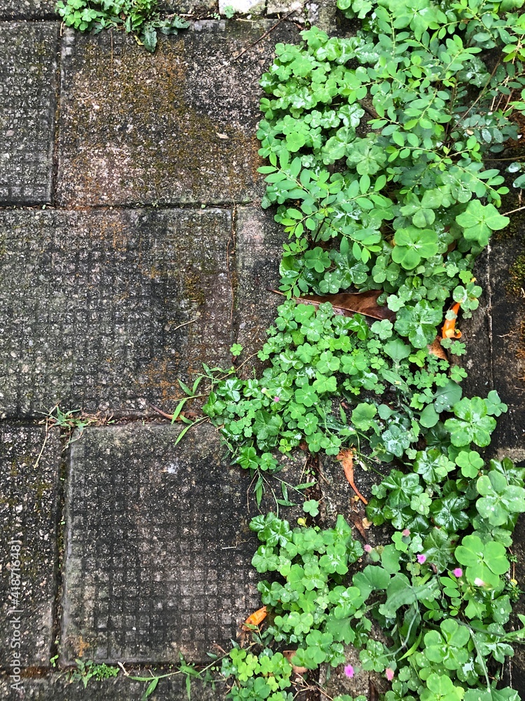 green ivy on the wall green ivy on the wall