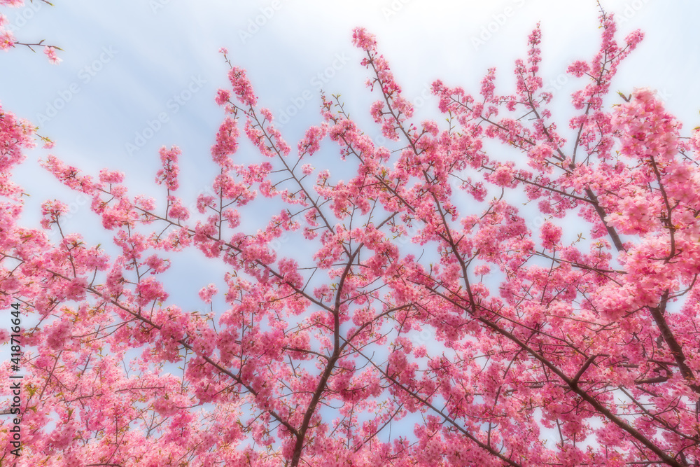 河津桜のある背景