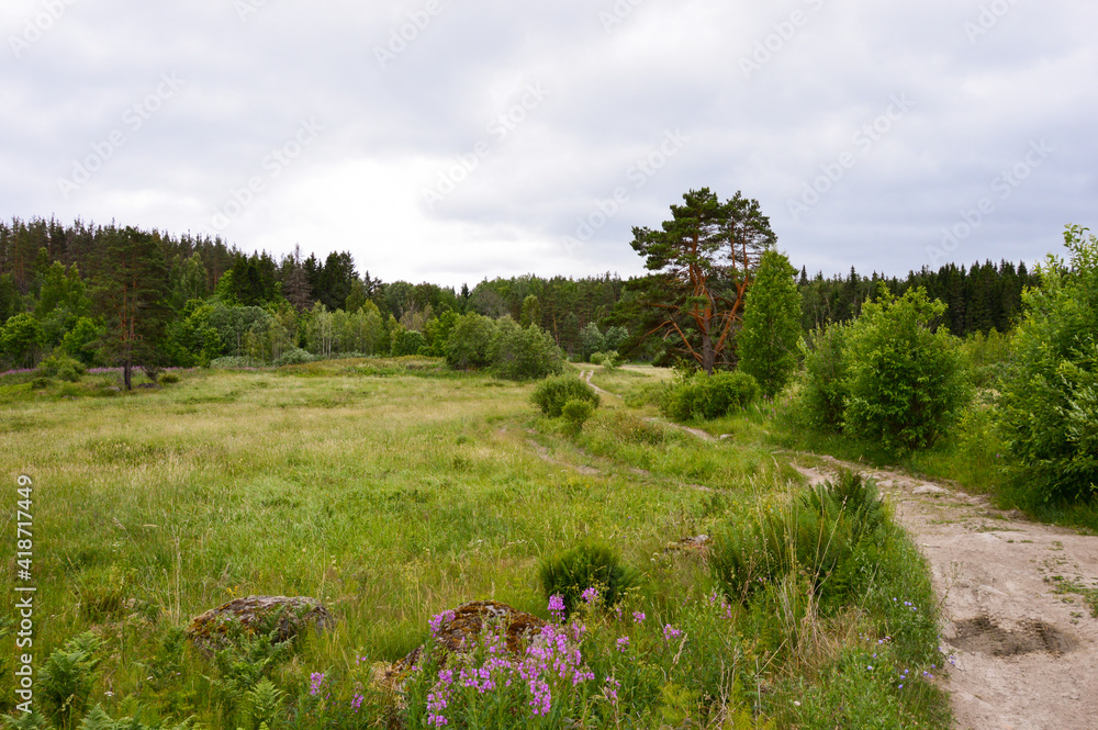 russian abandoned grassland in forest