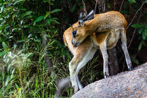 Klipspringer on rock