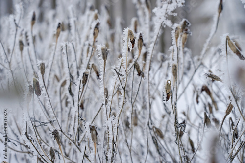 Frost on dry flowers and tree branches with fruits.