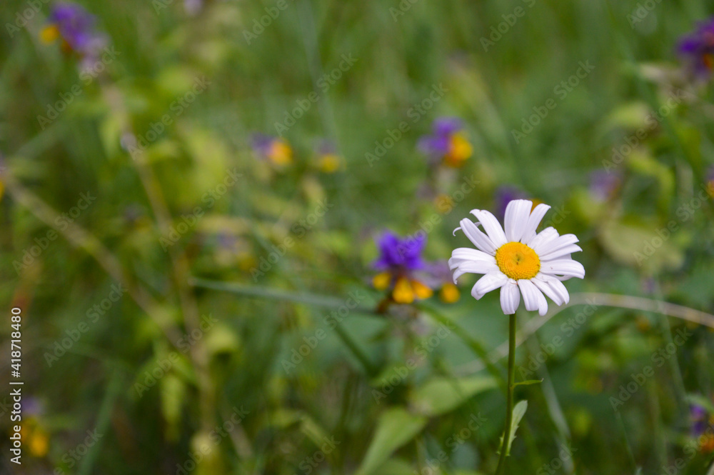 field of flowers