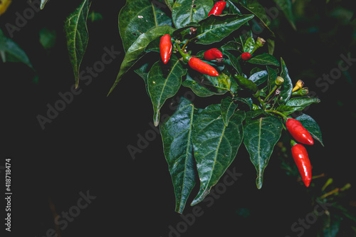 
pepper
