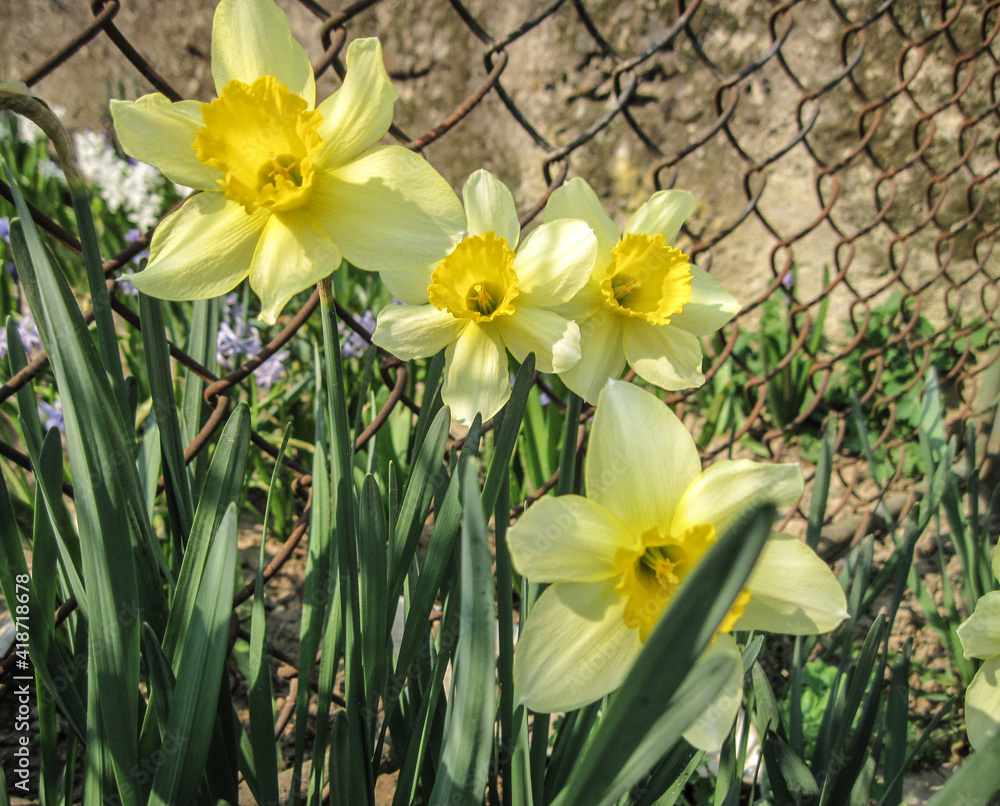 Fototapeta premium yellow daffodils in spring