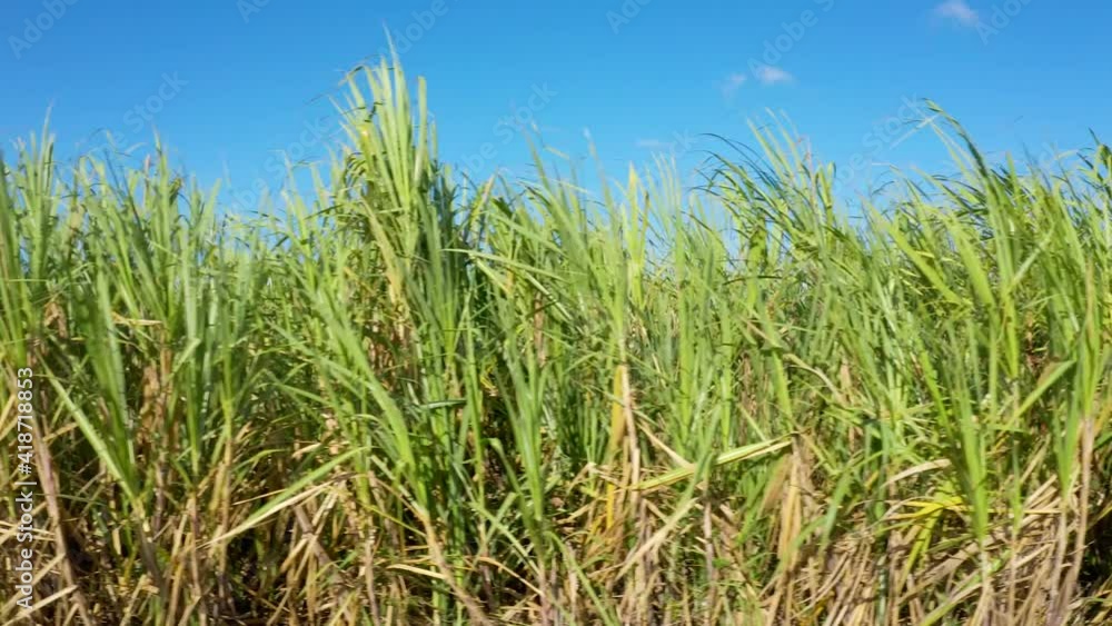 Green stalks of sugarcane against a blue sky. Agricultural crop under a cloudless open sky. Field with green grass on a summer sunny day. Green stalks of sugarcane against a blue sky. Agricultural crop under a cloudless open sky. Field with green grass on a summer sunny day.