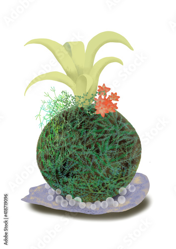 多肉植物の苔玉　ガラス質の皿とガラス玉の涼しげな飾り　succurent plant on Kokedama(Japanese moss ball) photo