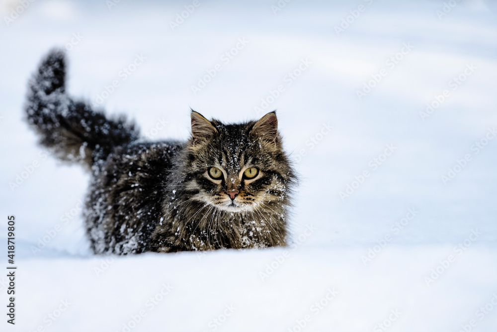 The cat makes his way through the snow
