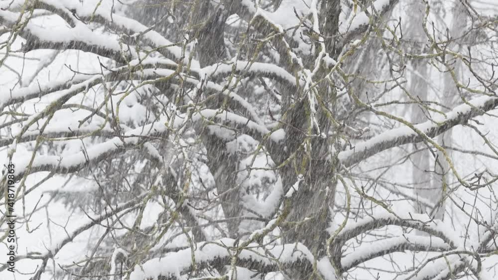 Heavy snowfall on the background of trees in winter forest 4K HDR. Flying snowflakes in the wind. Close-up view of snow storm. Heavy snowfall on the background of trees in winter forest 4K HDR. Flying snowflakes in the wind. Close-up view of snow storm.