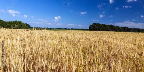 Wheat crop field Landscape