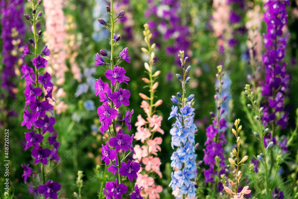 Naklejka premium Delphinium elatum close up background. Multicolored Larkspur flowers. Delphinium putple, blue, pink flowers grows in the garden.