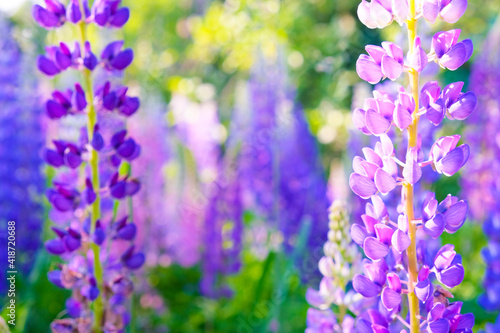 A field of blooming lupine flowers. Sunlight shines on plants. Violet summer flowers  blurred background.