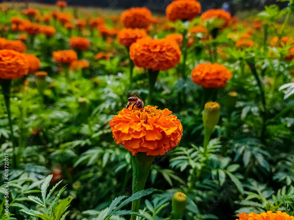 A small bee setting on a small marigold flower in the morning close-up macro shot.