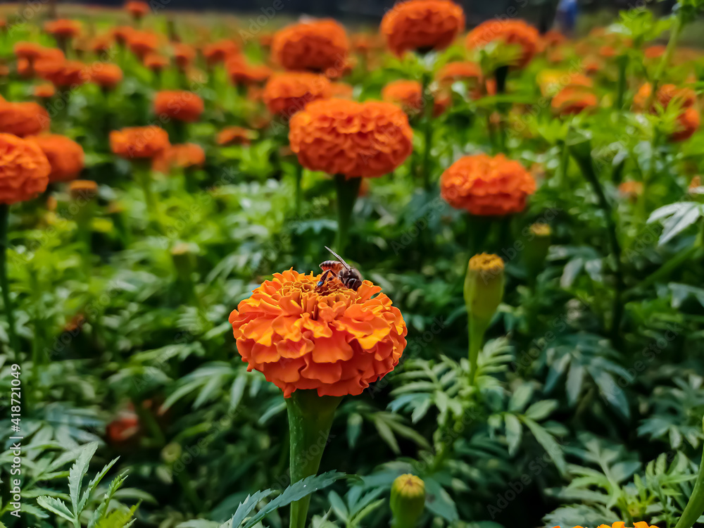 A small bee setting on a small marigold flower in the morning close-up macro shot.