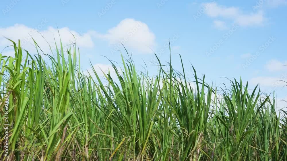 Blue cloudy sky over a green grassy field on a sunny day. Sugar cane stalks sway in the wind against the sky. Farmland of the Dominican Republic. Sugar production. Blue cloudy sky over a green grassy field on a sunny day. Sugar cane stalks sway in the wind against the sky. Farmland of the Dominican Republic. Sugar production.