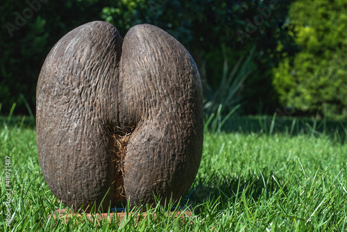 Coco de mer, rare type of coconut in Seychelles, Mahe, copy space. The forbidden fruit