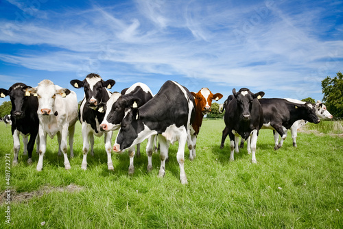 Milchviehhaltung - Holstein Friesian Milchkühe in einer lockeren Formation auf der Weide, landwirtschaftliches Symbolfoto. © Countrypixel